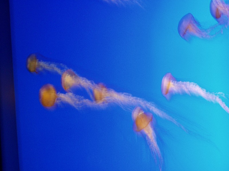 monteray27.jpg