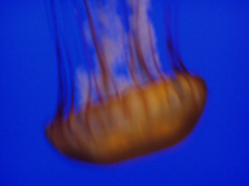 monteray28.jpg