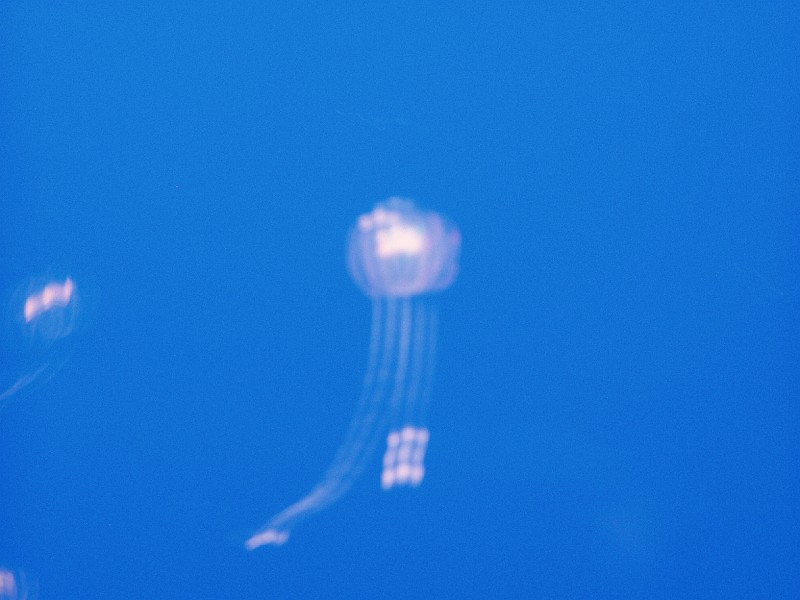 monteray29.jpg