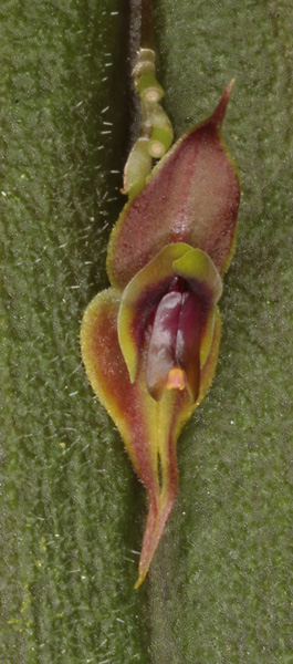 Lepanthes pubescens flower