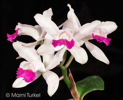Cattleya intermedia