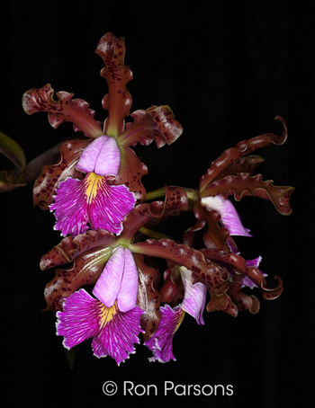 Cattleya schilleriana [&rsquo;Happy Field&rsquo; x &lsquo;Olympia']