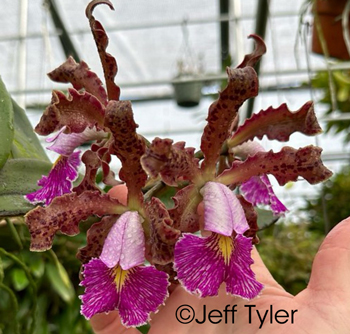 Cattleya schilleriana 'Typo'