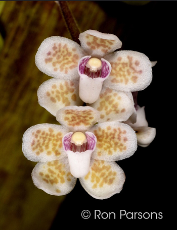 Chiloschista shanica