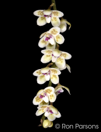 Chiloschista shanica