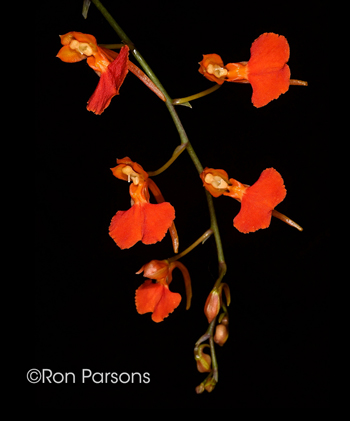 Comparettia coccinea