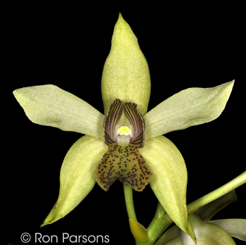 Dendrobium engae
