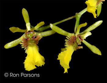 Thysanoglossa jordanensis