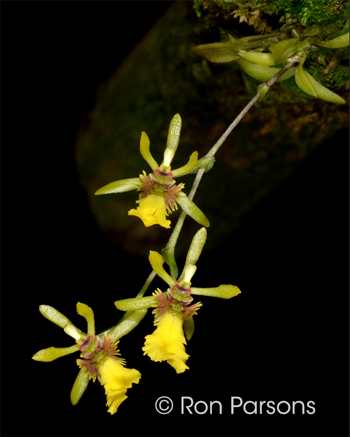 Thysanoglossa jordanensis