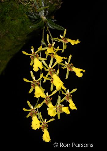 Thysanoglossa jordanensis