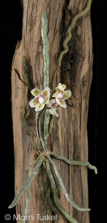 Chiloschista shanica