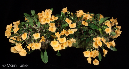 Dendrobium jenkinsii