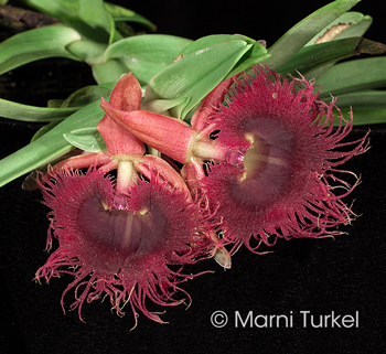 Epidendrum medusae '6116'