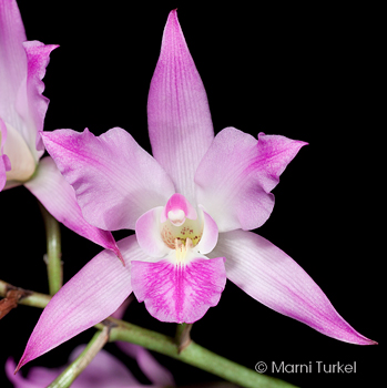 Laelia autumnalis