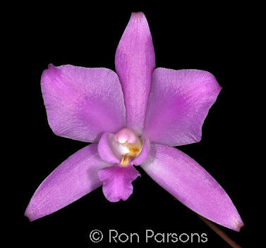 Laelia furfuracea