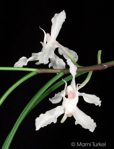 Papilionanthe vandarum