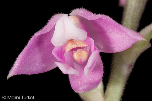 Polystachya valentina