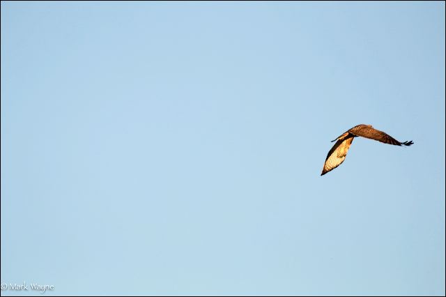 hawk09.jpg