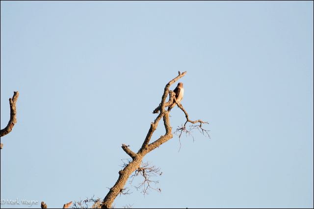 hawk30.jpg