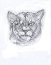 mtn_lion_sketch_2012