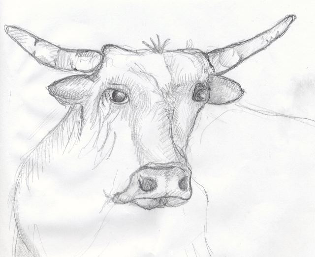 bull_drawing.jpg