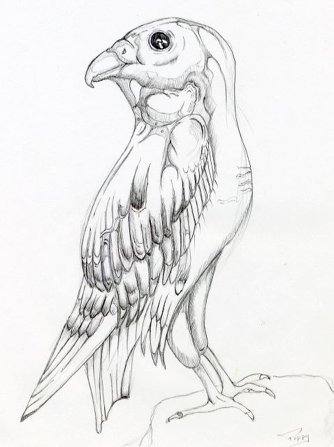 kestrel_type_bird.jpg
