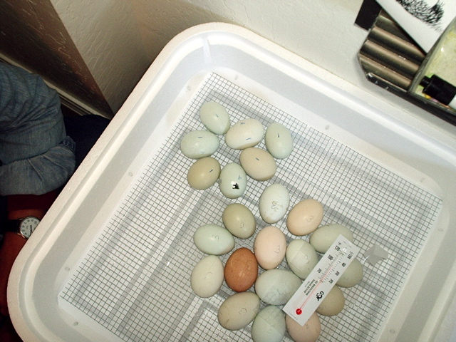 incubator_1.JPG