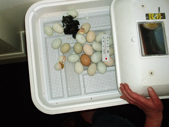 hatching.JPG
