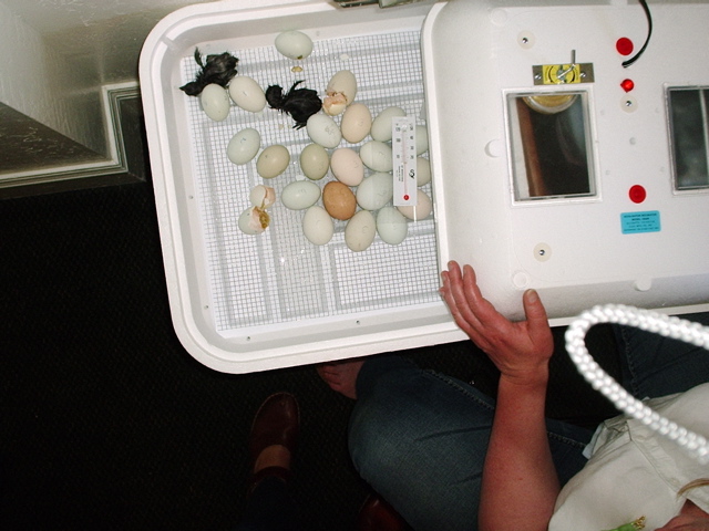 hatching_two.JPG