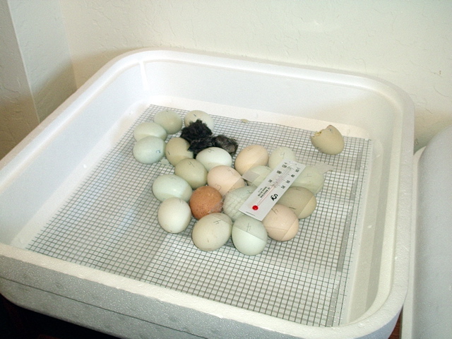 hatchling_3.JPG