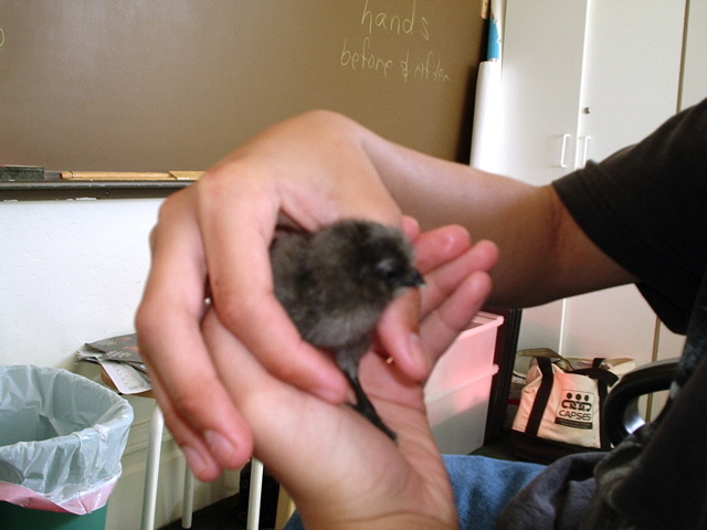 hatchling_Beth.JPG