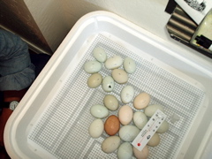 incubator_1.JPG