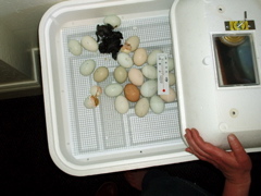 hatching.JPG