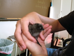 hatchling_Beth.JPG