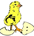 chickie