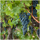 Sonoma Advertising Photography