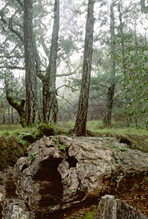 Redwood Trail