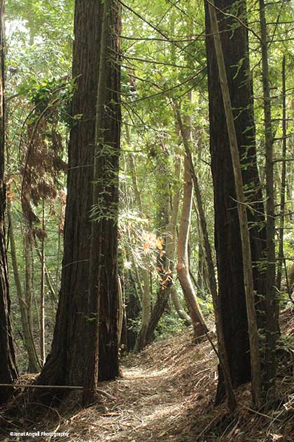 Redwood Trail