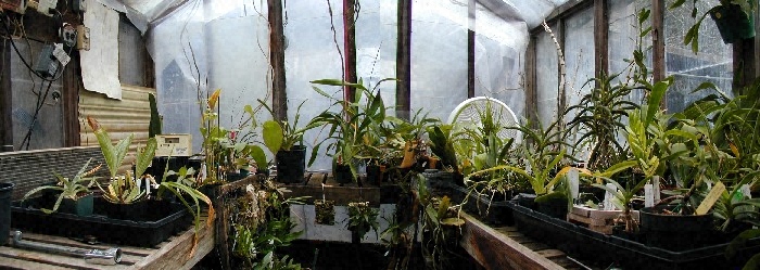 greenhouse