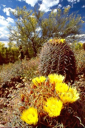 FlowersBuffy.jpg (86773 bytes)