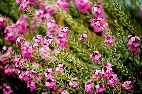 olema2.jpg (26454 bytes)