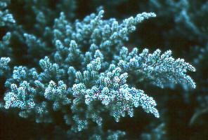 evergreen.jpg (22899 bytes)