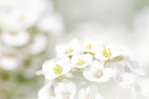 alyssum.jpg (11220 bytes)