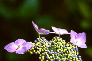 hydrangea4.jpg (16153 bytes)
