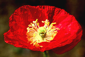 redpoppy.jpg (17396 bytes)