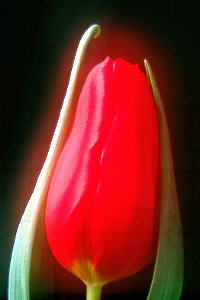 tuilipglow.jpg (10547 bytes)