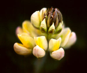 lupine1.jpg (11802 bytes)