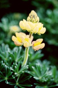 lupine2.jpg (19274 bytes)