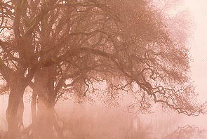waterpastureoaks.jpg (51309 bytes)