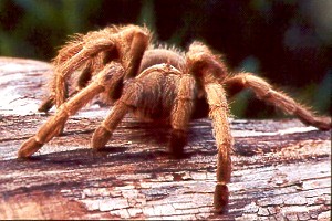 tarantula.jpg (30003 bytes)